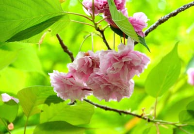 散り際の普賢象桜