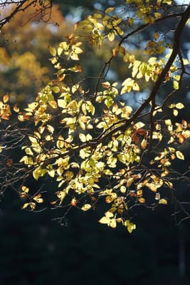 エノキの葉