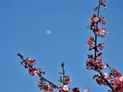 月と河津桜