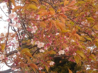新宿御苑　葉桜になってしまっていた薩摩カンザクラ