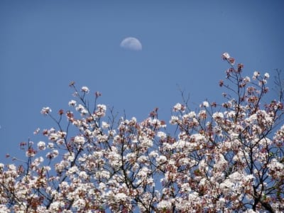 桜と半月（その１）