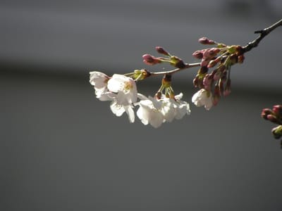 サクラサク～ソメイヨシノの開花
