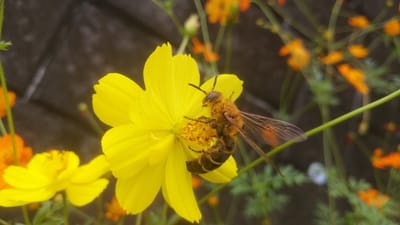 ④コスモスの花粉を集めるハナバチ