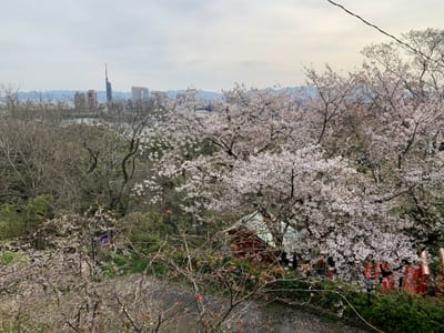 散り始めた桜と福岡タワー