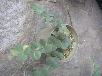 万葉の植物ミセバヤ今年の集中観察個体10鉢の姿