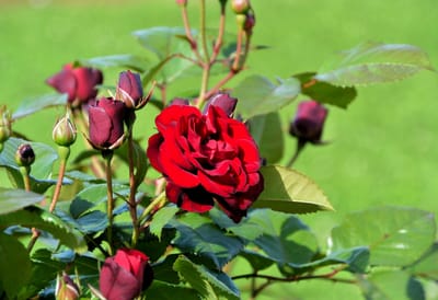 ビロードの薔薇～ラバグルート