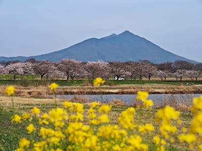 今年も筑波山をバックに母子島遊水池の桜～毎年代わり映えしませんが～