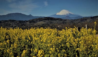 🗻　 " 霊峰・富士山と、吾妻山の菜の花 " とのコラボ