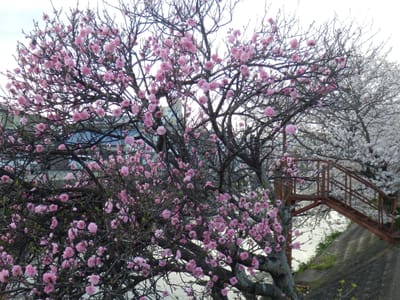 自宅近くで桜を撮りました