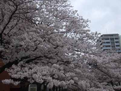乞田川の桜が見頃