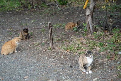 五匹の野良猫