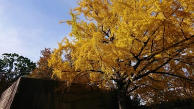 大阪城の銀杏並木