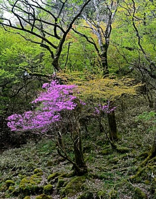 ４/23・仁科峠付近の原生林に咲くミツバツツジ