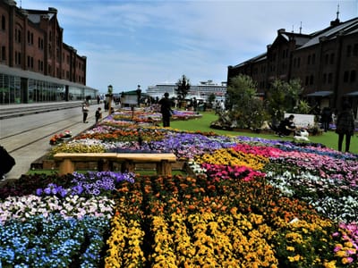 横浜赤レンガ倉庫「フラワーガーデン2023」開催！約20種2万株の花々が彩る花畑