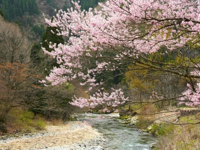 飛騨路の桜（１）