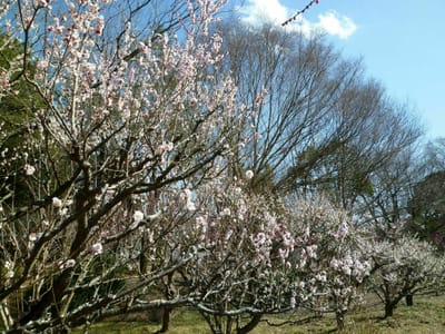 白・ピンクの梅花が一枝に咲く「思いのままに」(愛知県緑化センター)