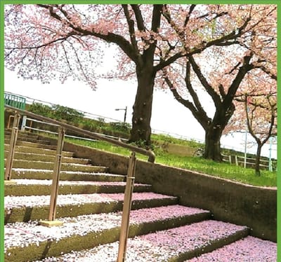 散り桜（お散歩❀花見にて）
