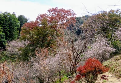 紅葉と十月桜の自然公園