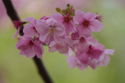 陽光桜（ようこうざくら）