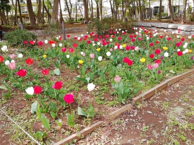 チューリップ畑①　　柏市南部公園の花々     2021年４月３日