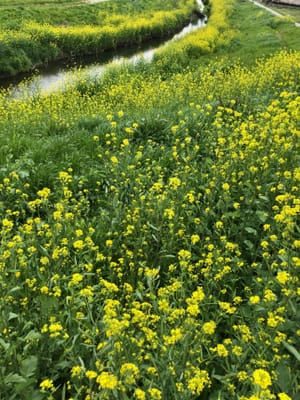 2023年木戸川の菜の花
