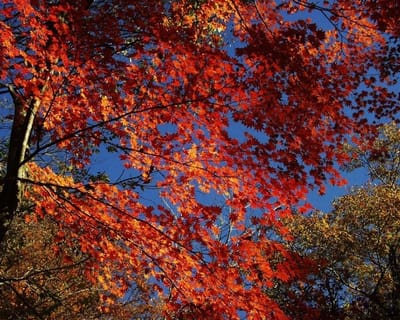 荘川・であいの森の紅葉