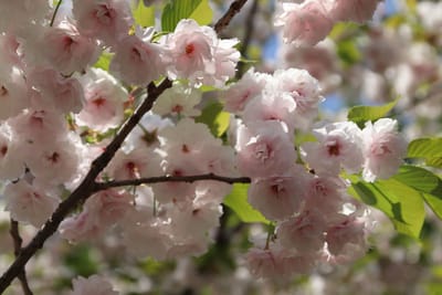 舎人公園3～八重桜