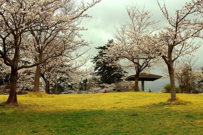 桜の築山