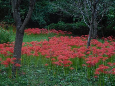 武蔵丘陵森林公園　ヒガンバナ