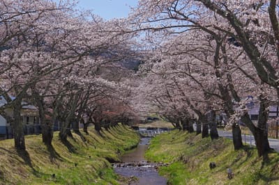 湯沢川の桜