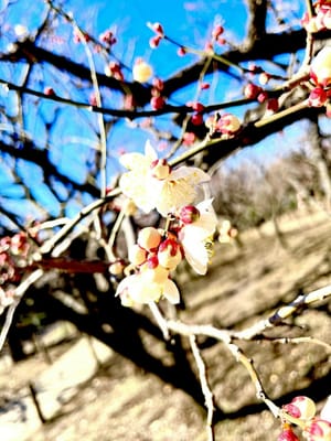 【iPhoneで撮影】梅の花が咲き始めましたね🌼