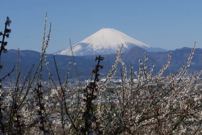 今冬に小田原市で撮影したお気に入り "曽我山から見る富士山"