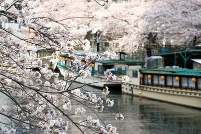東京桜