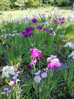 白と紫と混合・・・菖蒲園色とりどり  (佐倉城址公園)     2021年6月1日