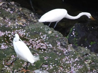 桜散り敷く川床の上に二種類の白鷺🕊