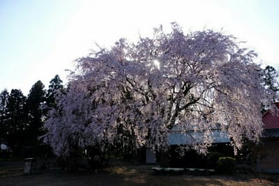 北本市放光寺の桜