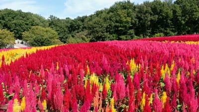 武蔵丘陵森林公園の花畑