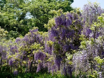 「横須賀しょうぶ園は藤の花もキレイなお花見の名所！」