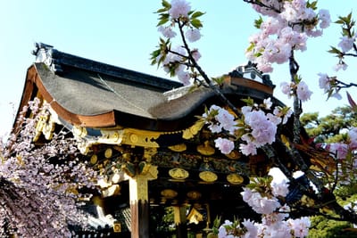 唐門背面に飾られた活け桜～二条城