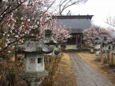 菅原神社はまだ梅が満開