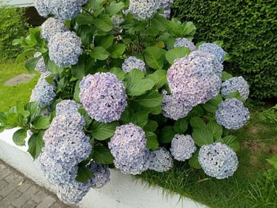 庭の花〜紫陽花２