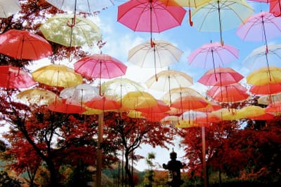 桐生、宝徳寺の傘と灯籠と紅葉