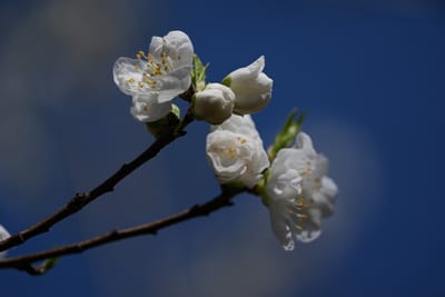 白い花桃（はなもも）