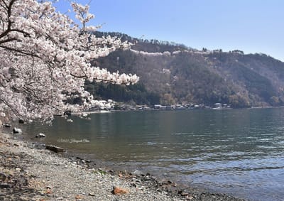 桜と菅浦の湖岸
