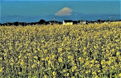 【横須賀市】　四季折々の花も魅力！　リニューアルした「長井海の手公園　ソレイユの丘」