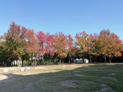 「表側の紅葉」　昼間のパレスハウステンボス　　(佐賀長崎県ツアー3日目)　2023年10月31日