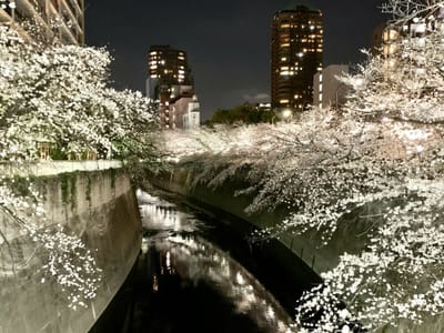 通勤帰りの夜桜見物
