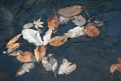 凍り付いた枯れ葉