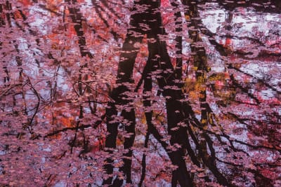 沼の水鏡を彩る紅葉2021 _04