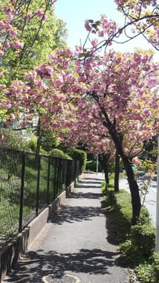 西落通りの八重桜